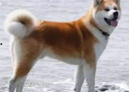 国产人与狗,探寻人类与动物和谐共生的奥秘