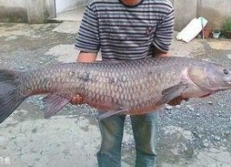 青鱼视频在线观看国产,青鱼视频带你领略国产影视魅力